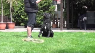 Cane Corso Wurfplanung Alice amp Paolo [upl. by Enitsuga377]