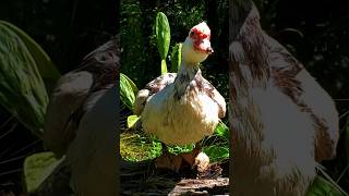 Our Pet Muscovy Duck in the Food Forest allnatural organic gardening happy pet duck [upl. by Fenella]