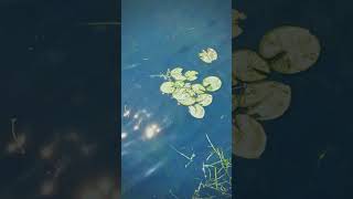 Lily Pad Serenity asmr [upl. by Aurie]