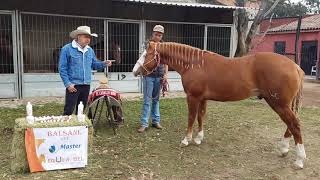 EL CAMINO AL FUTURITY Capítulo 1 Parte 2 [upl. by Inaj498]