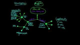 Lesson Hematopoiesis [upl. by Milzie]