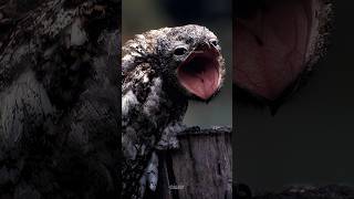 weirdest and creepiestlooking birds  Potoo [upl. by Dwyer]