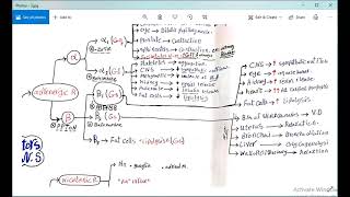 Autonomic Pharmacology L1 adrenergic and antiadrenergic drugs [upl. by Kaplan]