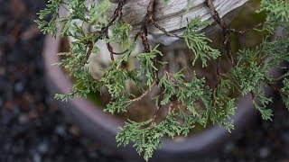 Bonsai Detail Wiring [upl. by Nospmas28]