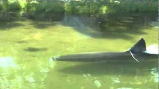 Great White Shark in Massachusetts salt pond [upl. by Gino933]