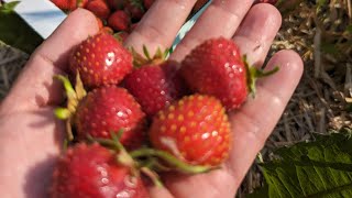 Strawberry picking at Boonstra Farms July 4 2023 [upl. by Streetman]