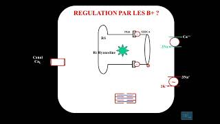 10  Physiologie cardio vasculaire partie 10 [upl. by Ingeberg798]