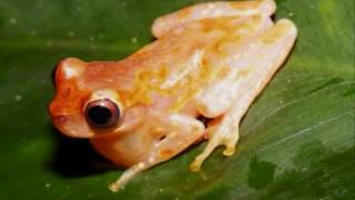 Dendropsophus ebraccatus [upl. by Aire]