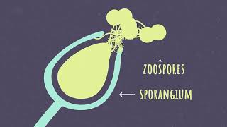 Phytophthora A Life Cycle [upl. by Teirtza808]