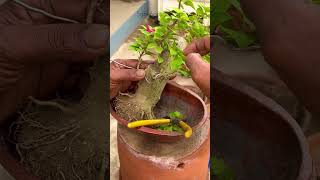 Bougainville Bonsai part  2  Bonsai Tree  Sani Bonsai Zone bonsai garden [upl. by Ardekahs]