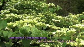 Viburnum plicatum Shasta  Japanse sneeuwbal [upl. by Araet]