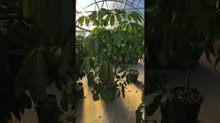 Schefflera Amate Plant Care houseplants [upl. by Desdamonna]