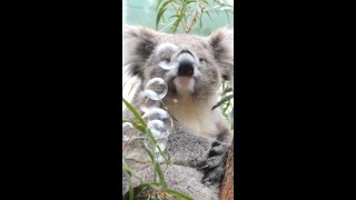 Wombats echidnas koalas…and bubbles…oh my [upl. by Trisha]