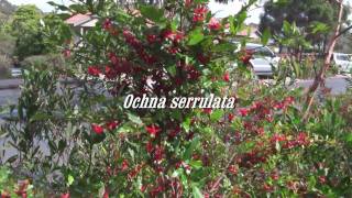 REMOVE OCHNA SERRULATA PITTWATER ECOWARRIORS 16 720p [upl. by Coumas]