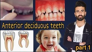 شرح ال deciduous teeth  البارت الأول [upl. by Atsirc732]