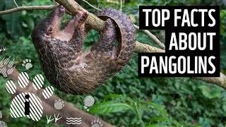 Top 10 Pangolin Facts  Animal Fun Facts  WWF [upl. by Aryaz568]