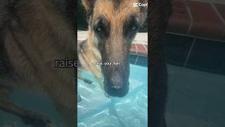 HEHEHEHEHHE ll dog fypシ゚viral funny doglover [upl. by Haleigh668]