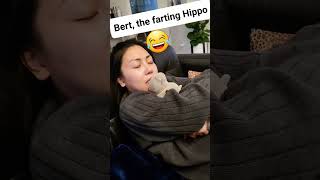 Bert the farting Hippo Bert fart hippo ncis fartingprank [upl. by Lletram]