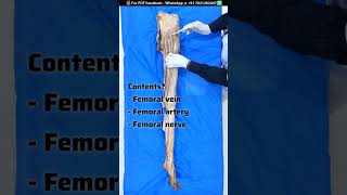 Femoral Triangle  Cadaveric Anatomy anatomydecoded [upl. by Anema]