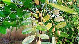 Lakshmi Taru plant  paradise treebeautiful Simarouba glauca is a flowering 🌲video17 April 2022 [upl. by Nerval]