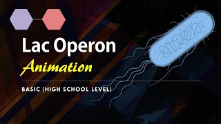 Lac Operon Basic Animation  Gene regulation in Prokaryotes [upl. by Ursulina853]