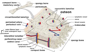 Bones Structure and Types [upl. by Tasia287]