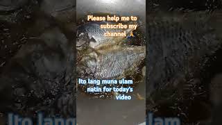 Pritong isda music song lyrics viralvideo cooking [upl. by Sturrock348]