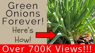 Keep green onions multiplying and youll never have to buy green onions again [upl. by Wyler266]