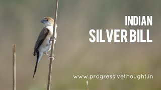 Indian Silverbill Whitethroated Munia  Indian birds video ProgressiveThoughtbirds [upl. by Hildegarde]