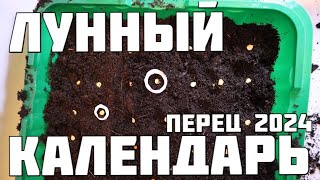 Лунный календарь на посев перца сладкого в 2024 году Лучшие даты для большого урожая [upl. by Uhile531]