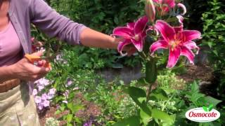 How To Prune Lilies [upl. by Nwavahs654]