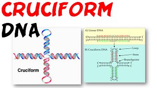 DNA structure  Cruciform DNA [upl. by Yelsnya]