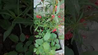 Home flowers🌹💕gardening indoorplantplantnursery plantsgarden flowers nature ytshorts harvest [upl. by Figge]