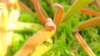 Heliamphora Care guide [upl. by Fidellia]