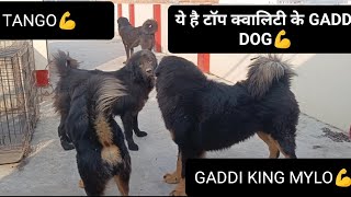 YE HAI TOP QUALITY KE GADDI DOG💪NO COMPARE gaddidog youtube [upl. by Nibbor632]