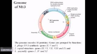 M13 phage genome structure [upl. by Drofnats]