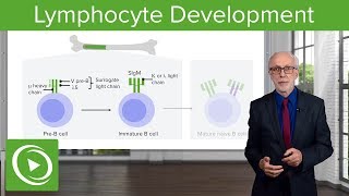 Adaptive Immune System Lymphocyte Development – Immunology  Lecturio [upl. by Eirek174]