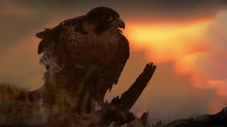 Peregrine vs Pigeon SHOWDOWN  Deadliest Showdowns  BBC Earth Unplugged [upl. by Colis]