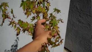 how to deal with sunburn Japanese Maple leaves by deleafing defoliate [upl. by Krall390]