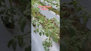 Grafted tomato farming in rainy season [upl. by Nivel187]