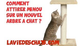 Comment faire adopter un nouvel arbre à chats 🐱 pour faire ses griffes [upl. by Akimrej]