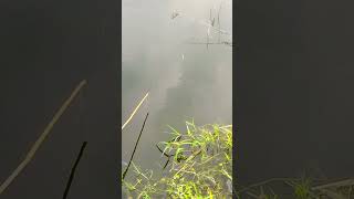 The best way to hook fishing in the pond Part761 fishing shorts [upl. by Eissej]