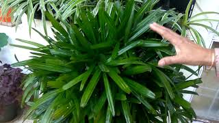 Care of Rhapis palmlady palm  Air purifier plant [upl. by Mallis]