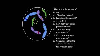 What are Diploid and Haploid Cells and How to Solve Haploid and Diploid Problems for Bio Classes [upl. by Ennaul]