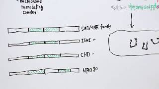 43Chromatin remodeling3 [upl. by Jinny]