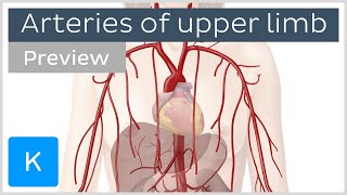 Arteries of the upper limb preview  Human Anatomy  Kenhub [upl. by Fanchette]