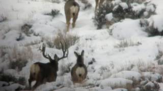 Giant Mule Deer with Clay Hill II [upl. by Lalla]