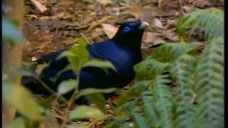 Satin Bowerbird part 2 [upl. by Mindi]