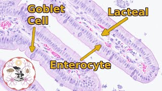 Small Intestine Histology  Easily Digestible [upl. by Nilla]