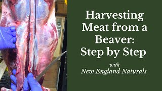 How to Harvest Meat from a Beaver Step by Step Tutorial [upl. by Mikaela]